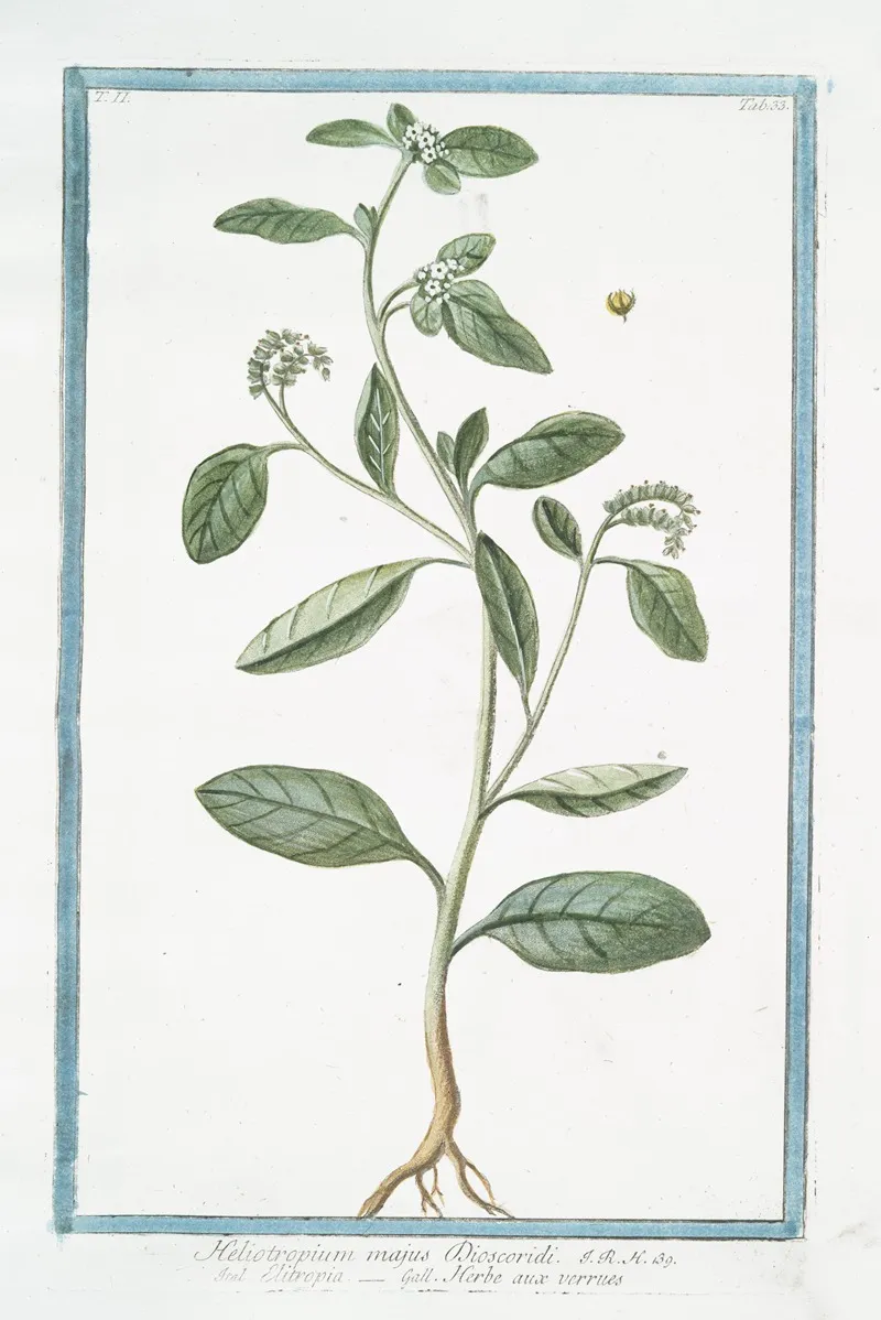 Heliotropium Majus Discoridi Elitropia Herbe Aux Verrues Heliotrope Cherry Pie