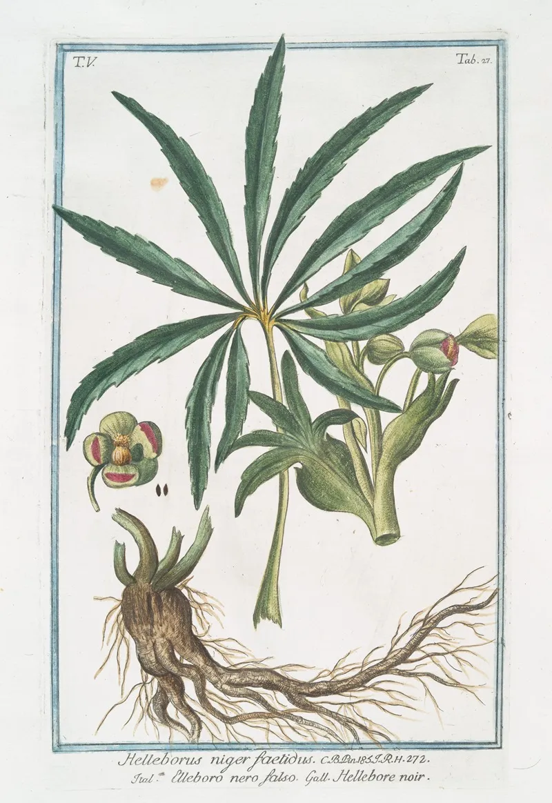 Helleborus Niger Foetidus Elleboro Nero Falso Hellebore Noir Stinking Hell Wore Setter Wort
