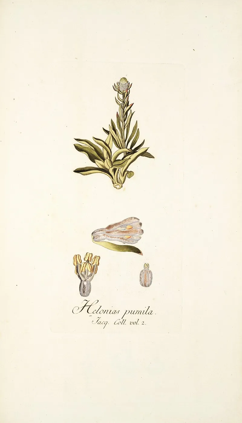 Helonias Pumila