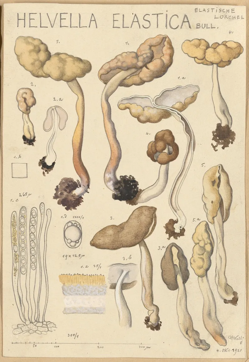 Helvella Elastica
