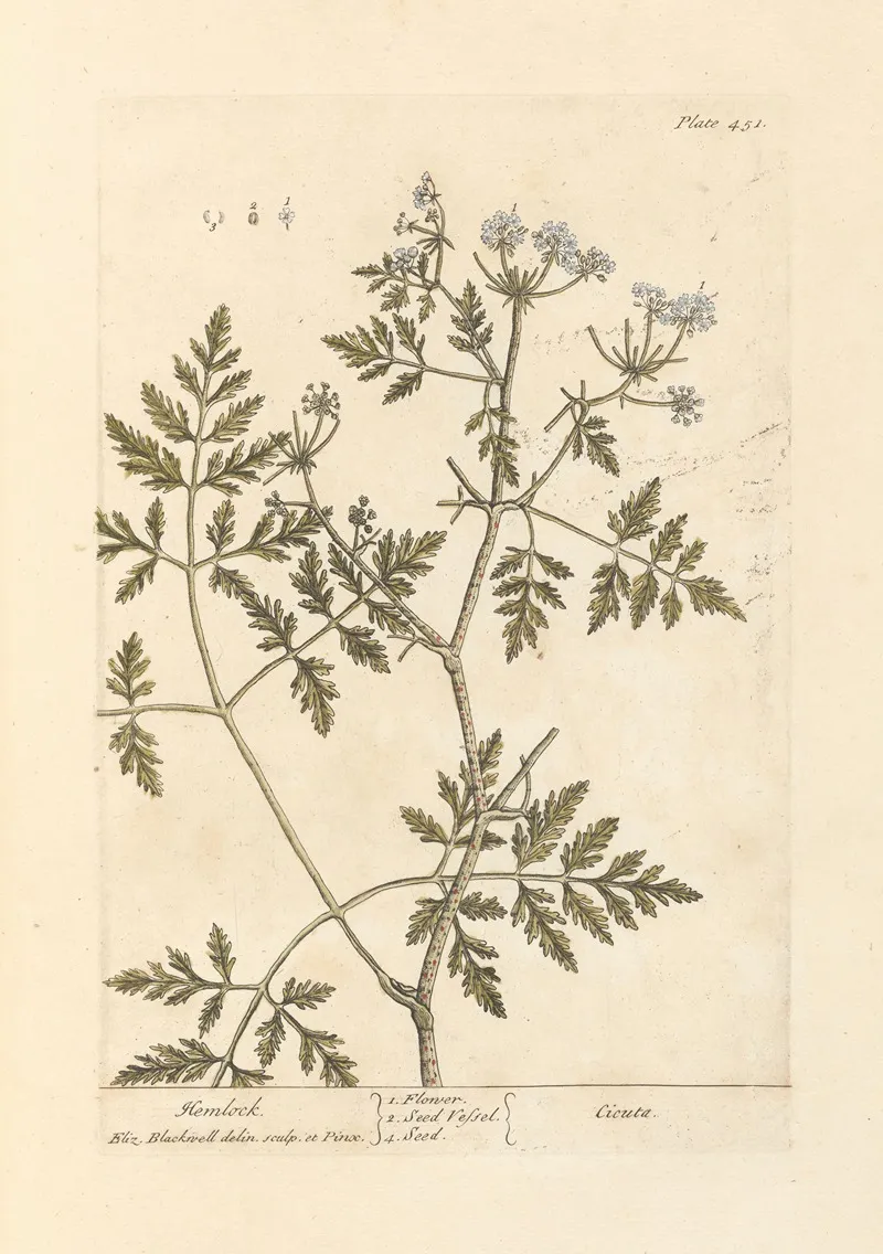 Hemlock