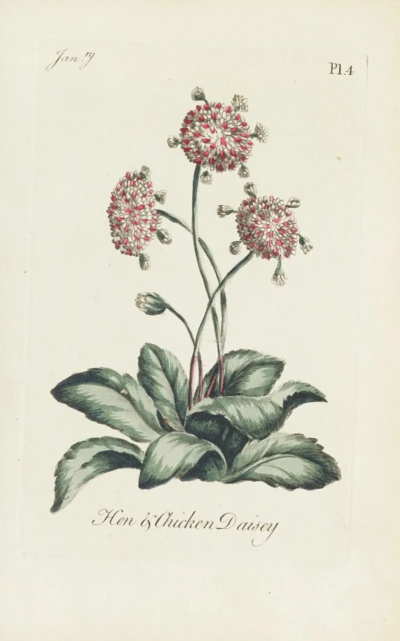 Hen Chicken Daisey by Carington Bowles - Canvas Print