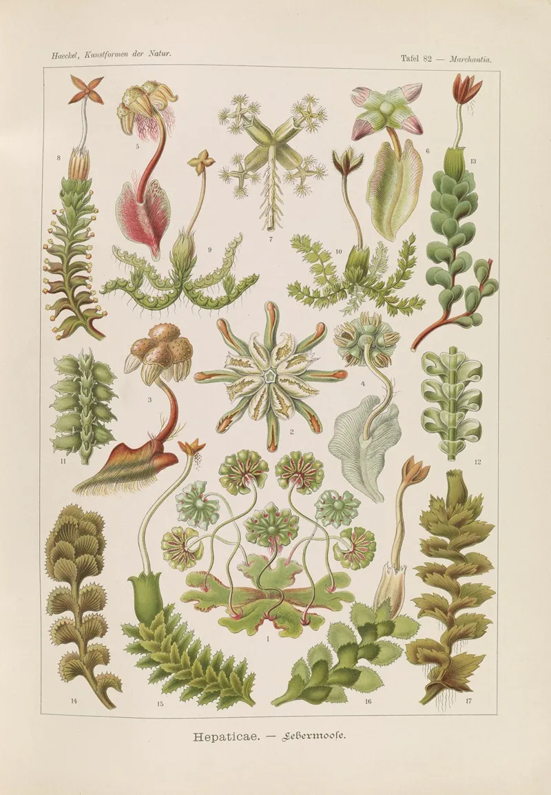 Hepaticae Lebermoose