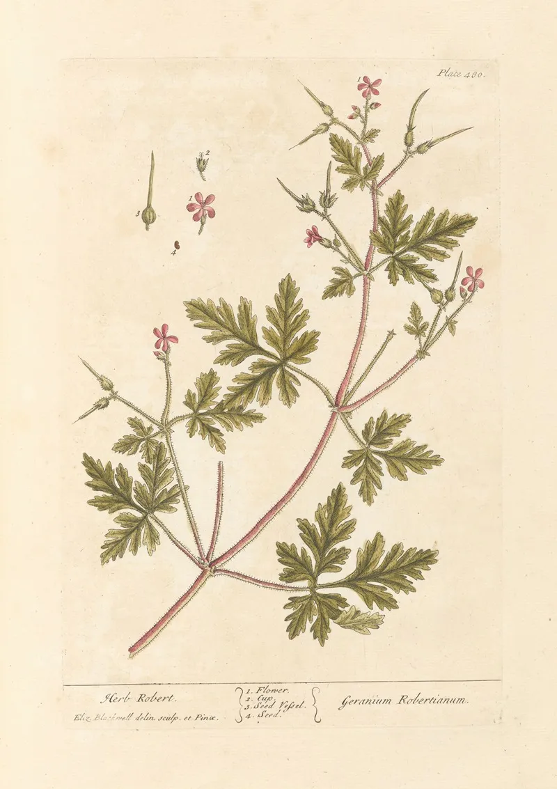 Herb Robert