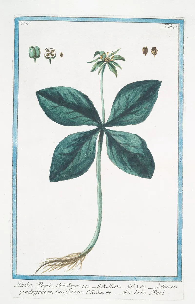 Herba Paris Solanum Quadrifolium Bacciferum Erba Pari True Love One Berry