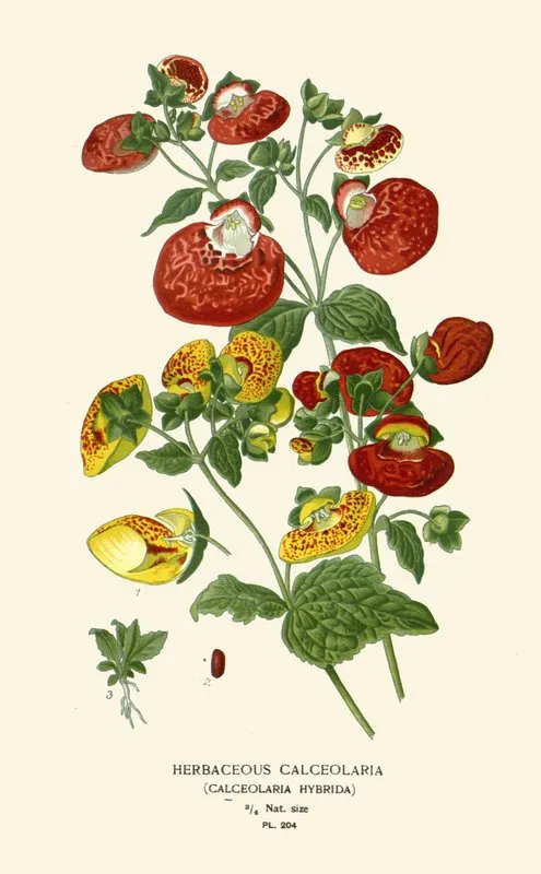 Herbaceous Calceolaria by Edward Step - Canvas Print