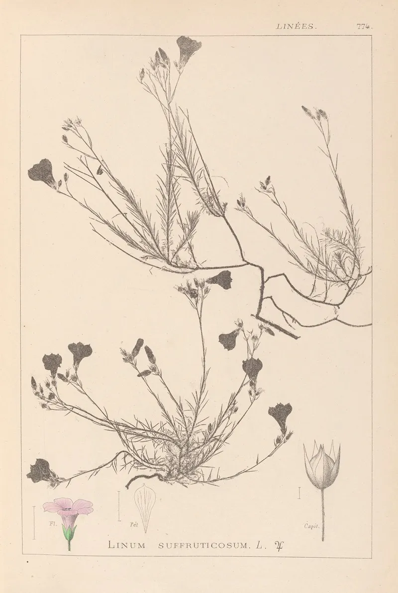 Herbier De La Flore Francaise Pl 0016 by Louis Antoine Cusin - Canvas Print