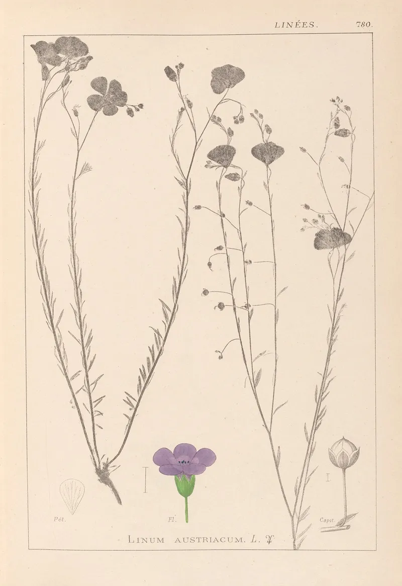 Herbier De La Flore Francaise Pl 0022 by Louis Antoine Cusin - Canvas Print