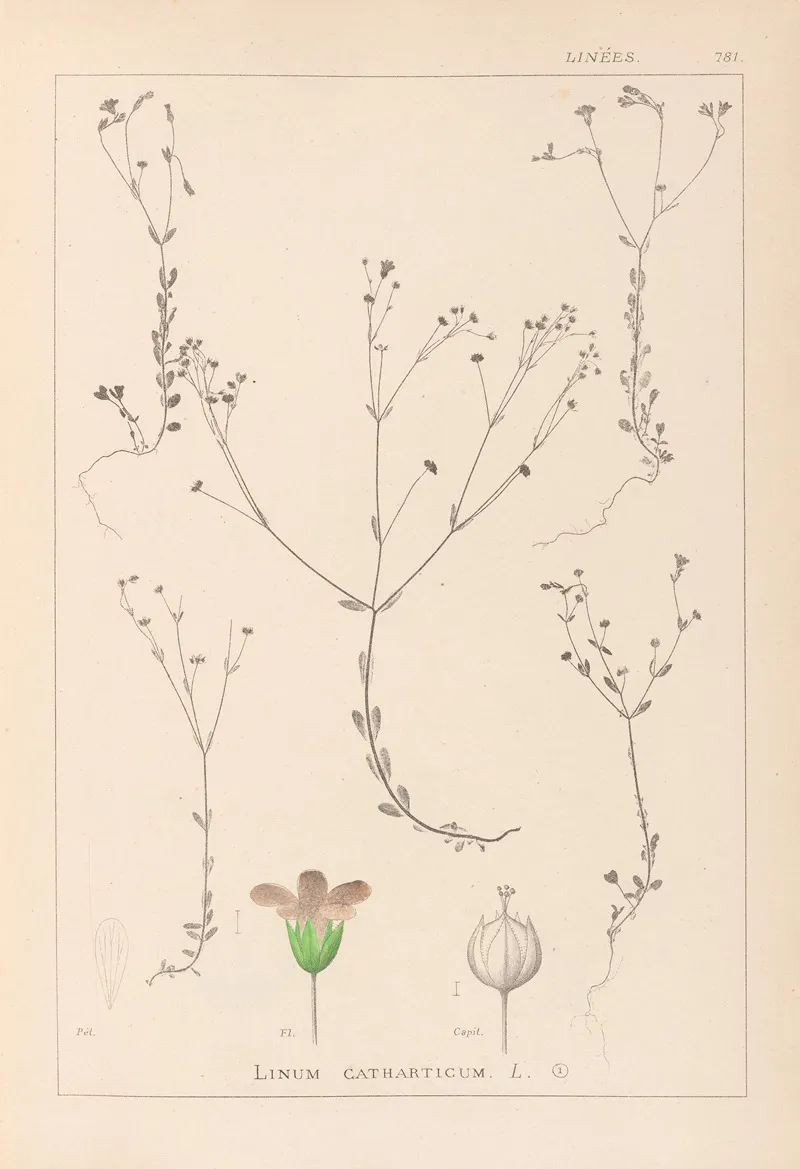 Herbier De La Flore Francaise Pl 0023 by Louis Antoine Cusin - Canvas Print