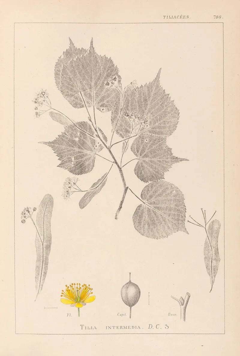 Herbier De La Flore Francaise Pl 0028 by Louis Antoine Cusin - Canvas Print