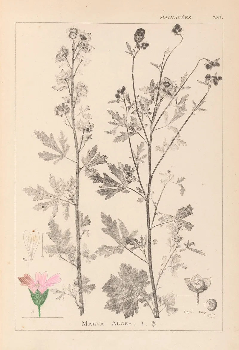 Herbier De La Flore Francaise Pl 0032 by Louis Antoine Cusin - Canvas Print