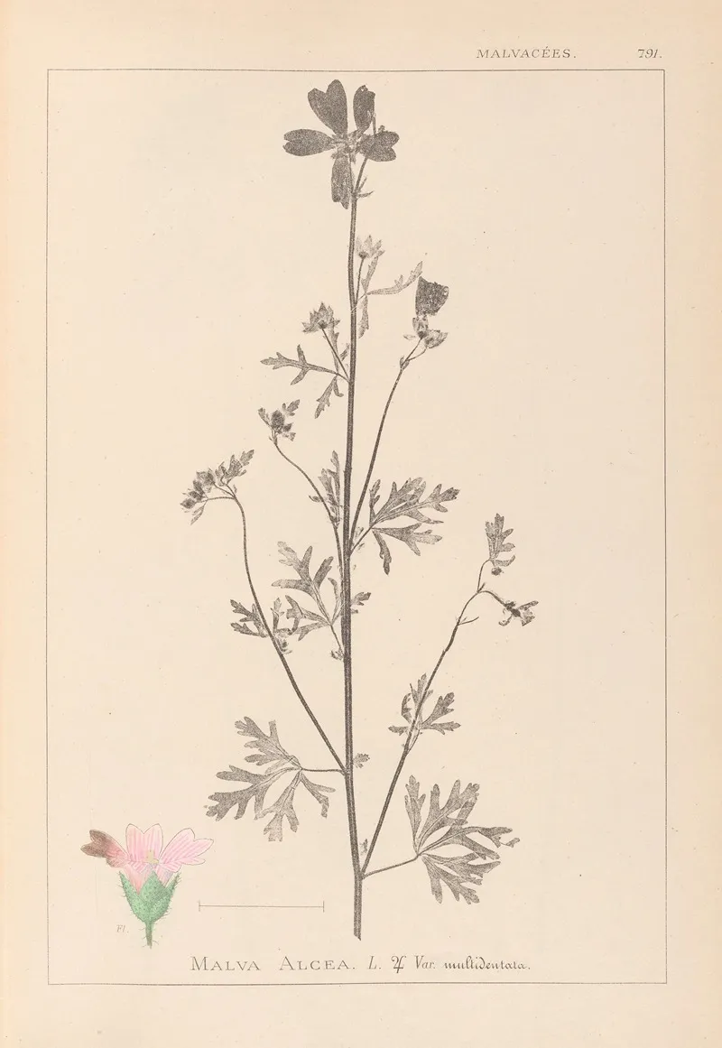 Herbier De La Flore Francaise Pl 0033 by Louis Antoine Cusin - Canvas Print