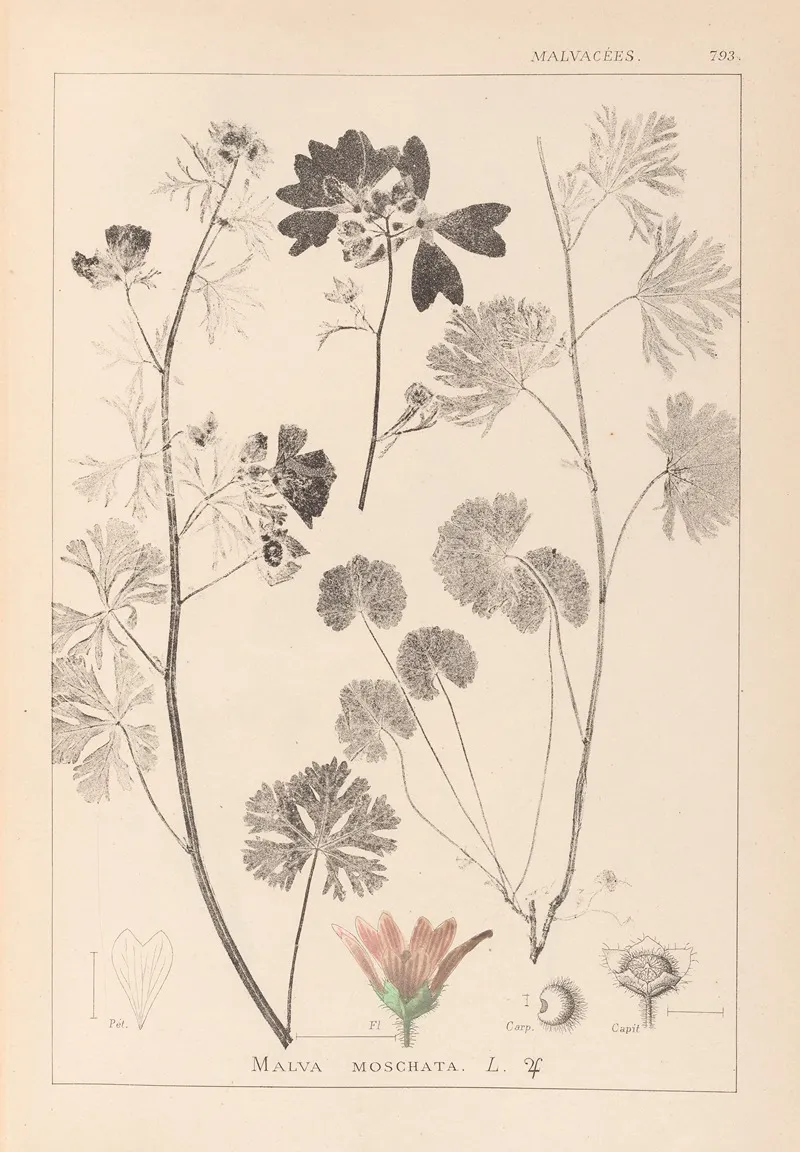 Herbier De La Flore Francaise Pl 0035 by Louis Antoine Cusin - Canvas Print