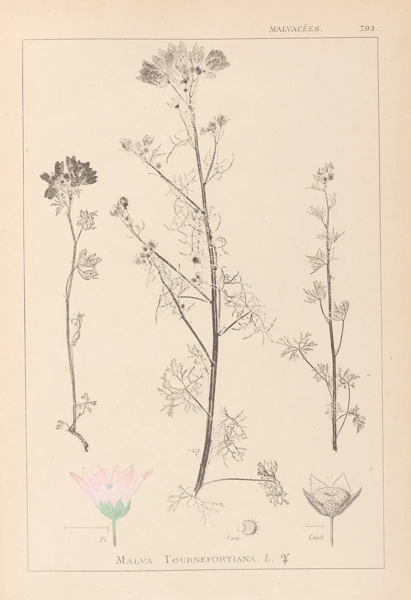 Herbier De La Flore Francaise Pl 0037 by Louis Antoine Cusin - Canvas Print