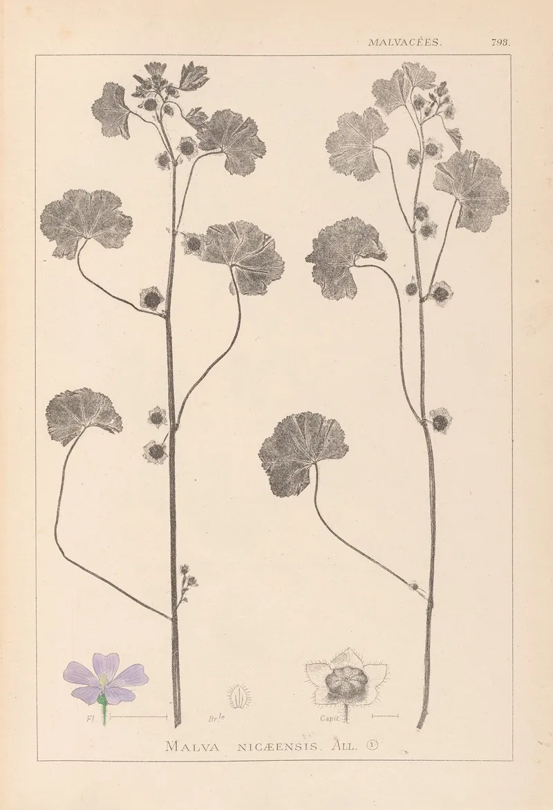 Herbier De La Flore Francaise Pl 0041 by Louis Antoine Cusin - Canvas Print