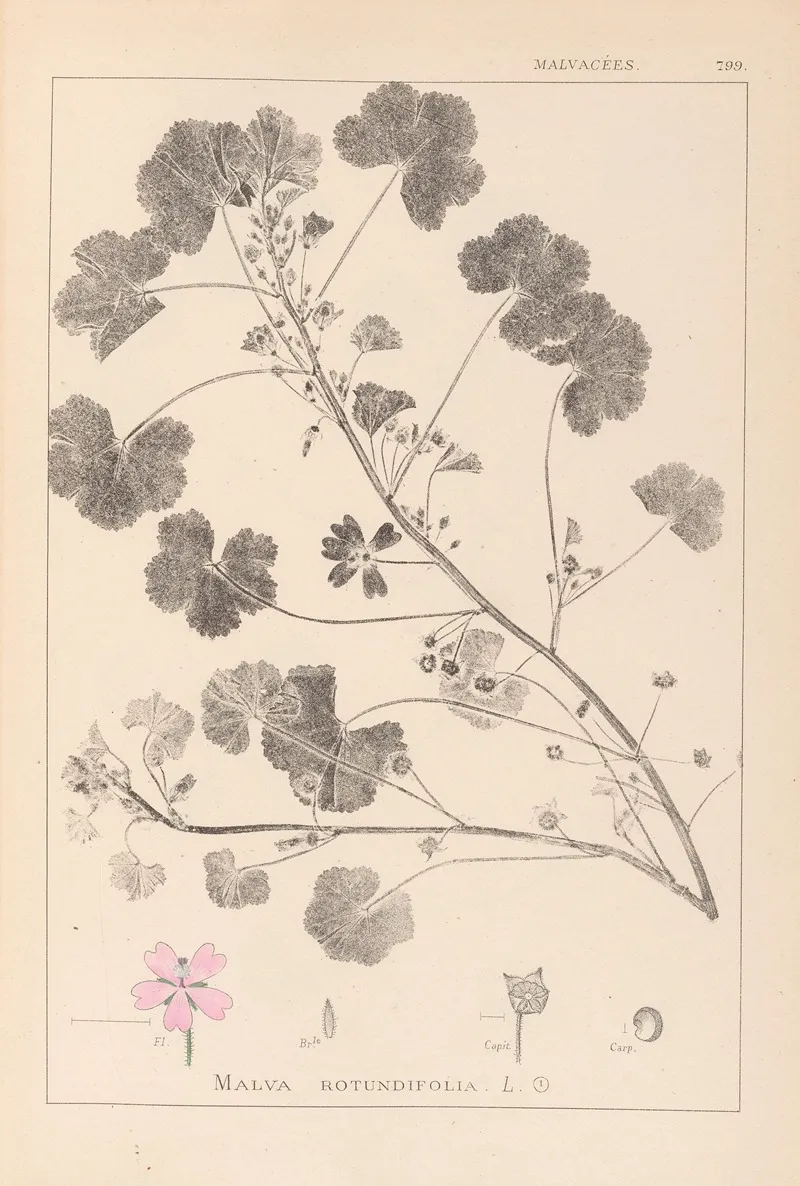 Herbier De La Flore Francaise Pl 0042 by Louis Antoine Cusin - Canvas Print