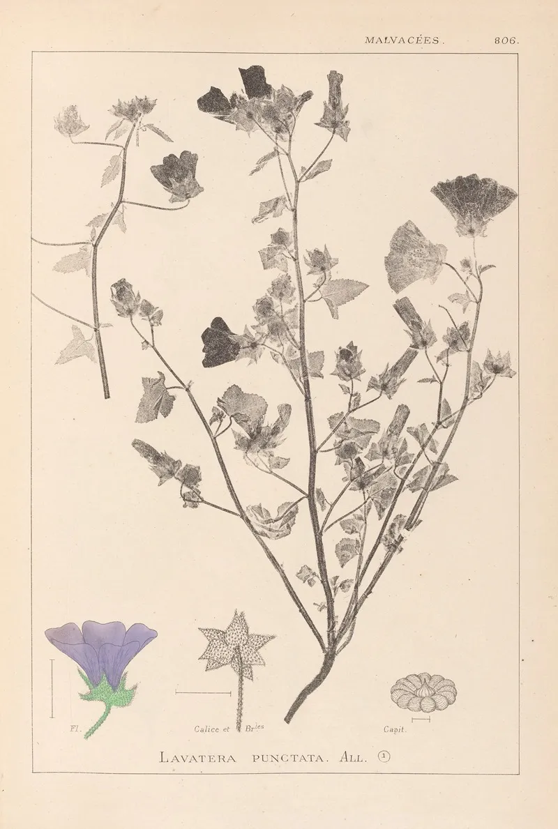 Herbier De La Flore Francaise Pl 0049 by Louis Antoine Cusin - Canvas Print