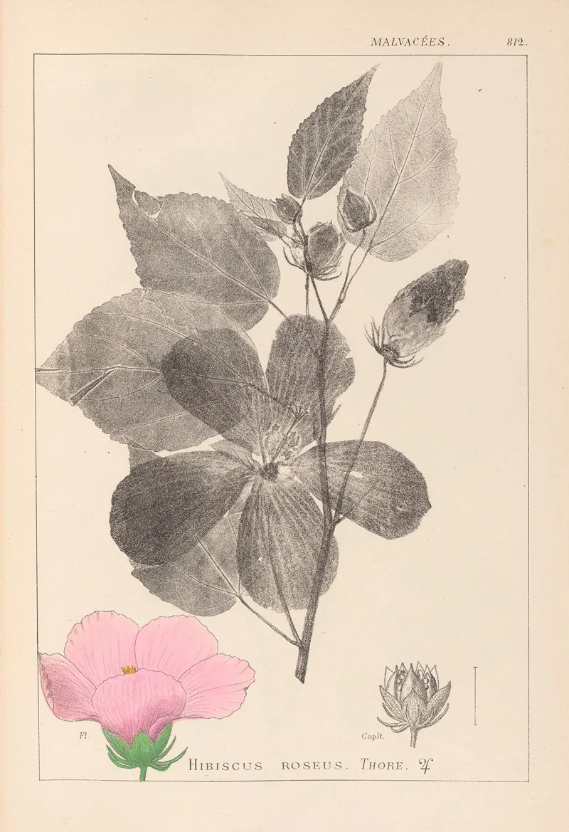 Herbier De La Flore Francaise Pl 0055 by Louis Antoine Cusin - Canvas Print