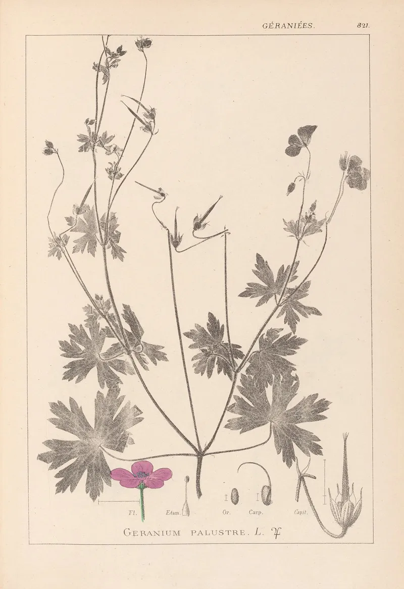 Herbier De La Flore Francaise Pl 0064 by Louis Antoine Cusin - Canvas Print