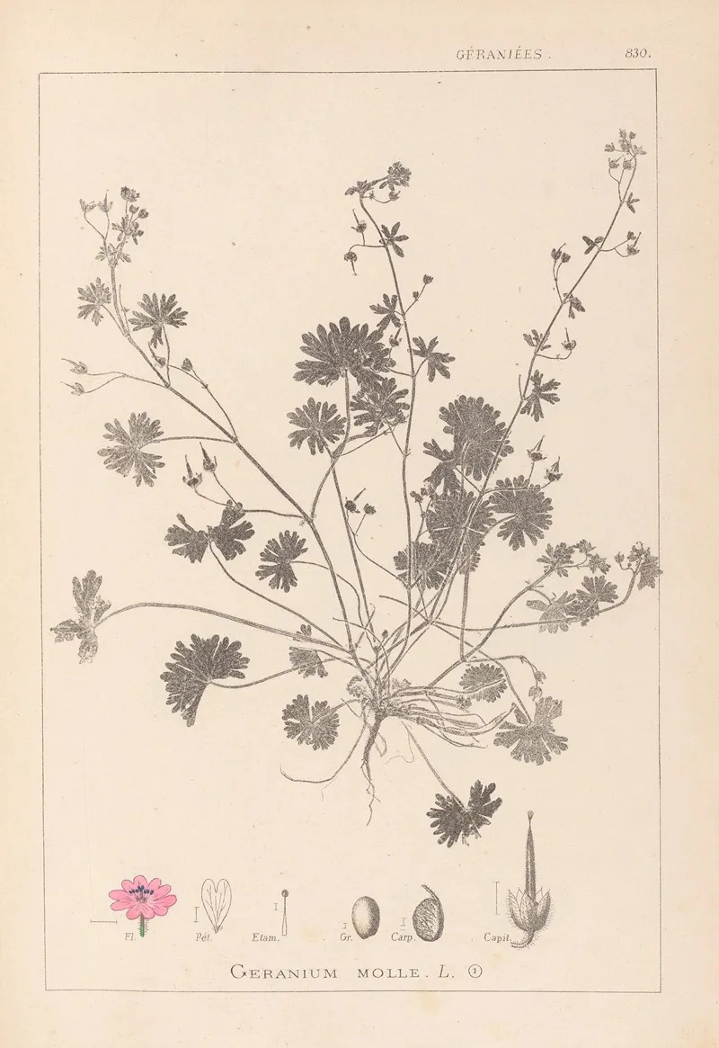 Herbier De La Flore Francaise Pl 0072 by Louis Antoine Cusin - Canvas Print