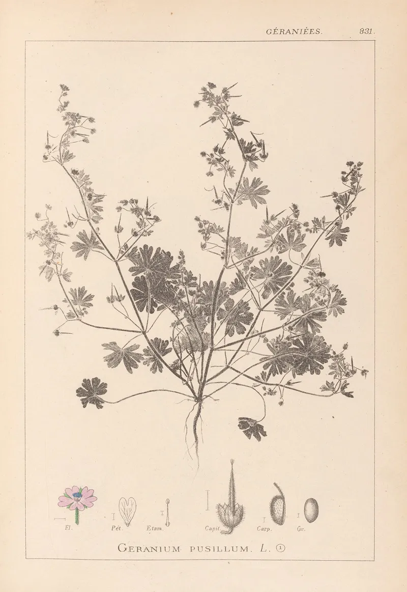 Herbier De La Flore Francaise Pl 0073 by Louis Antoine Cusin - Canvas Print