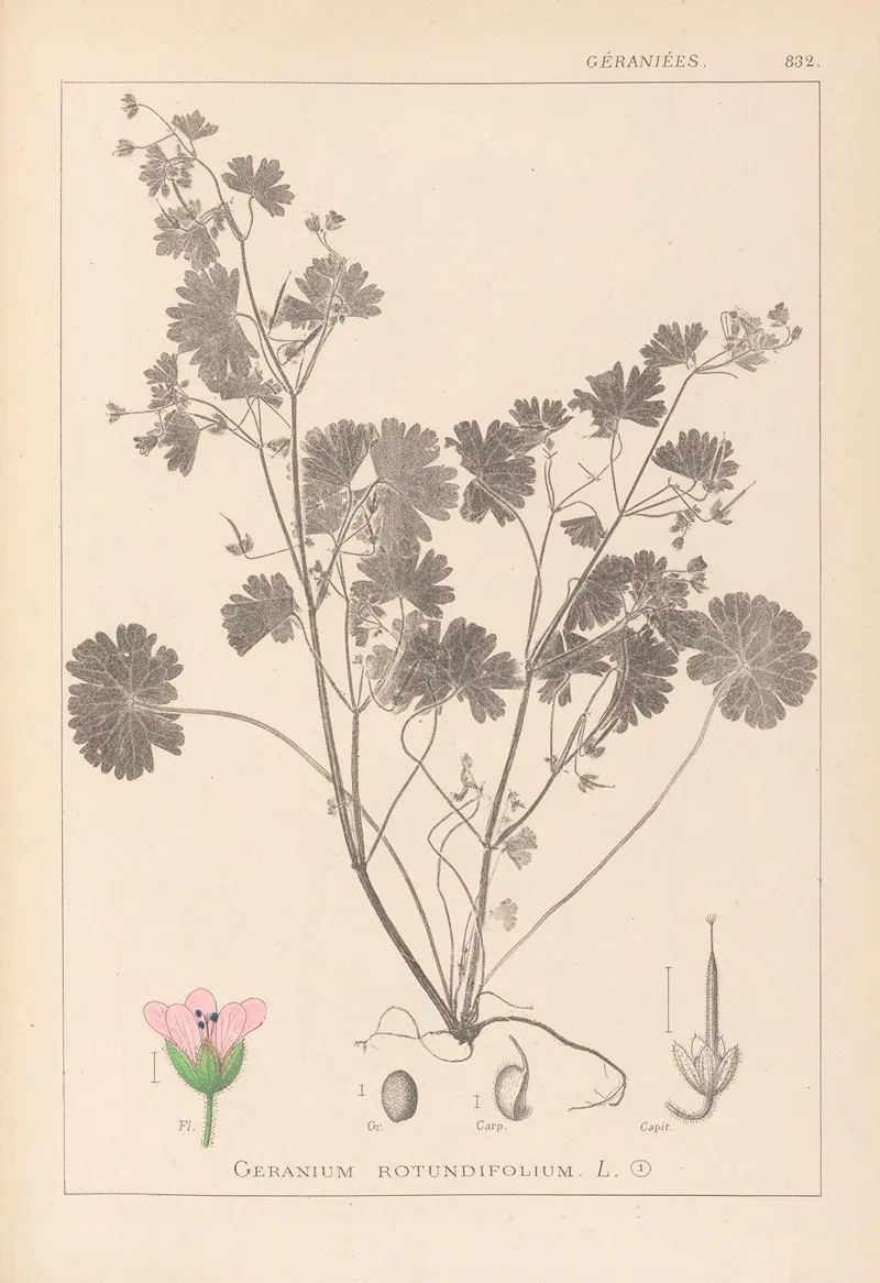Herbier De La Flore Francaise Pl 0074 by Louis Antoine Cusin - Canvas Print