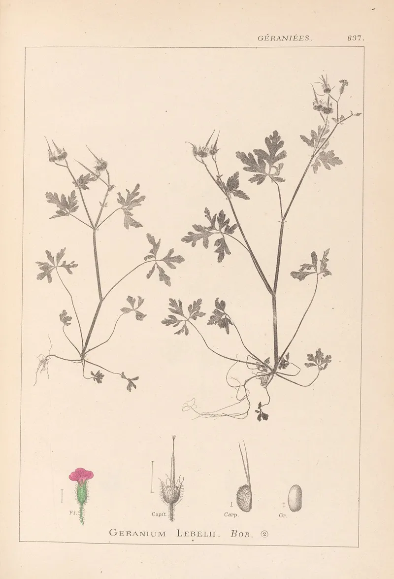 Herbier De La Flore Francaise Pl 0079 by Louis Antoine Cusin - Canvas Print