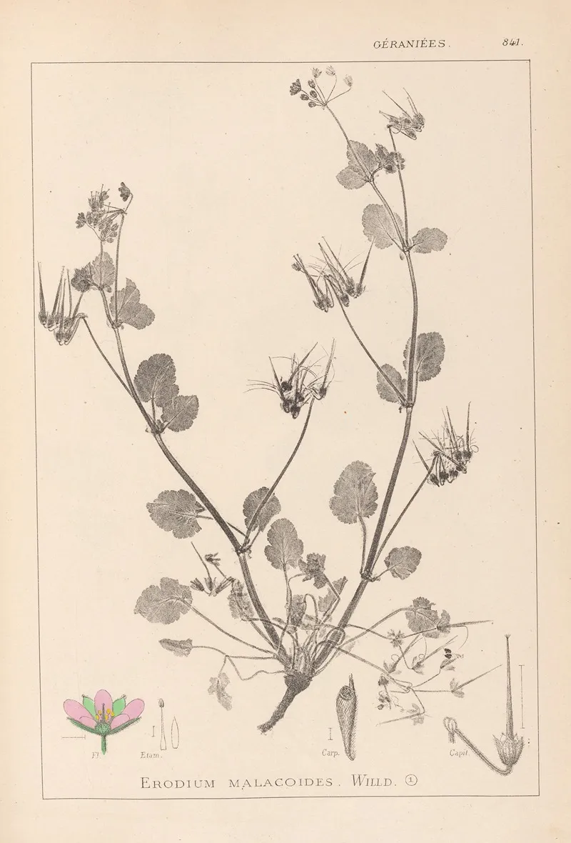 Herbier De La Flore Francaise Pl 0083 by Louis Antoine Cusin - Canvas Print