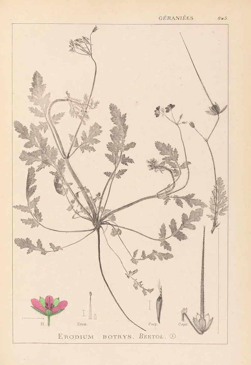 Herbier De La Flore Francaise Pl 0087 by Louis Antoine Cusin - Canvas Print