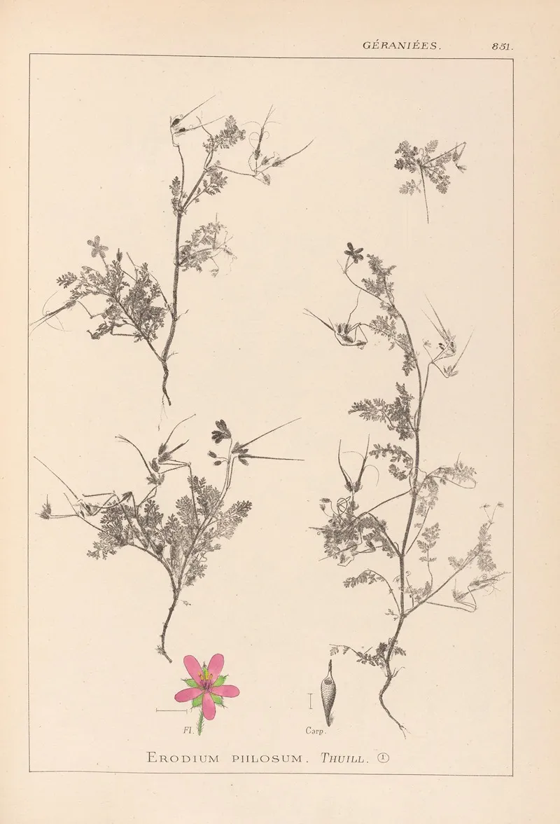 Herbier De La Flore Francaise Pl 0093 by Louis Antoine Cusin - Canvas Print