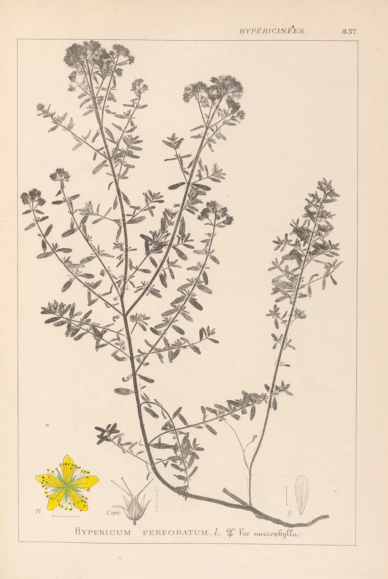 Herbier De La Flore Francaise Pl 0099