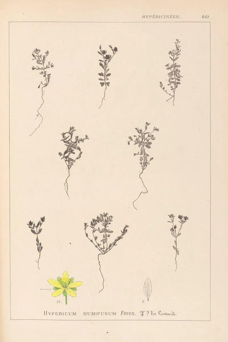 Herbier De La Flore Francaise Pl 0103 by Louis Antoine Cusin - Canvas Print