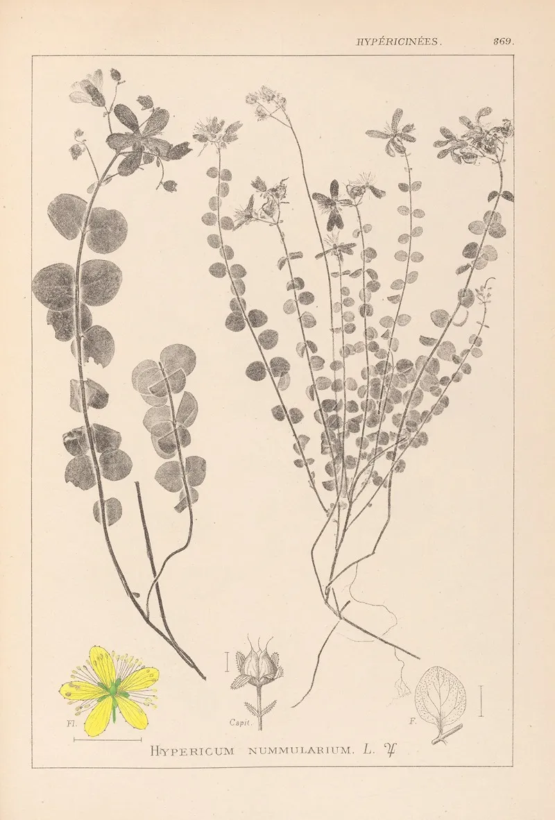 Herbier De La Flore Francaise Pl 0110 by Louis Antoine Cusin - Canvas Print