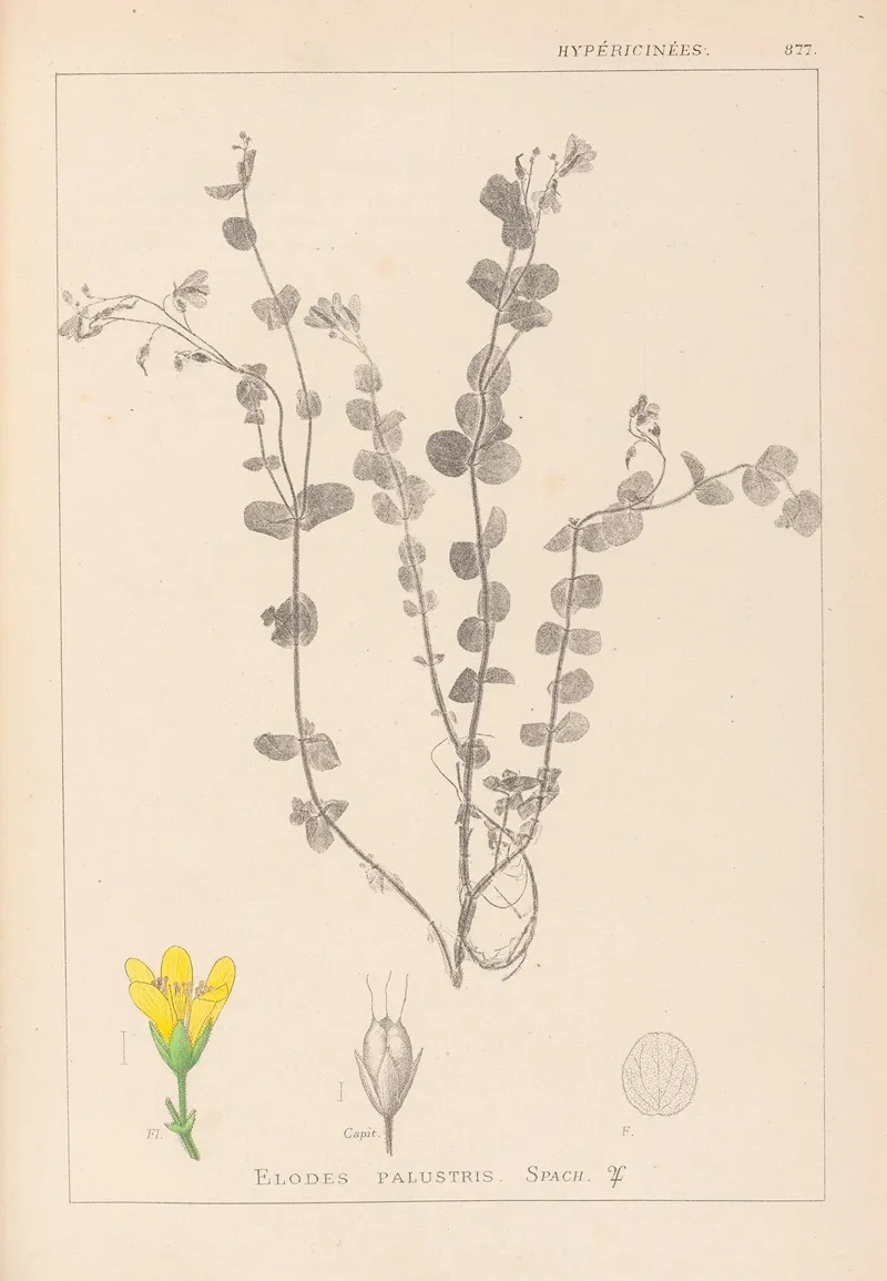 Herbier De La Flore Francaise Pl 0118 by Louis Antoine Cusin - Canvas Print