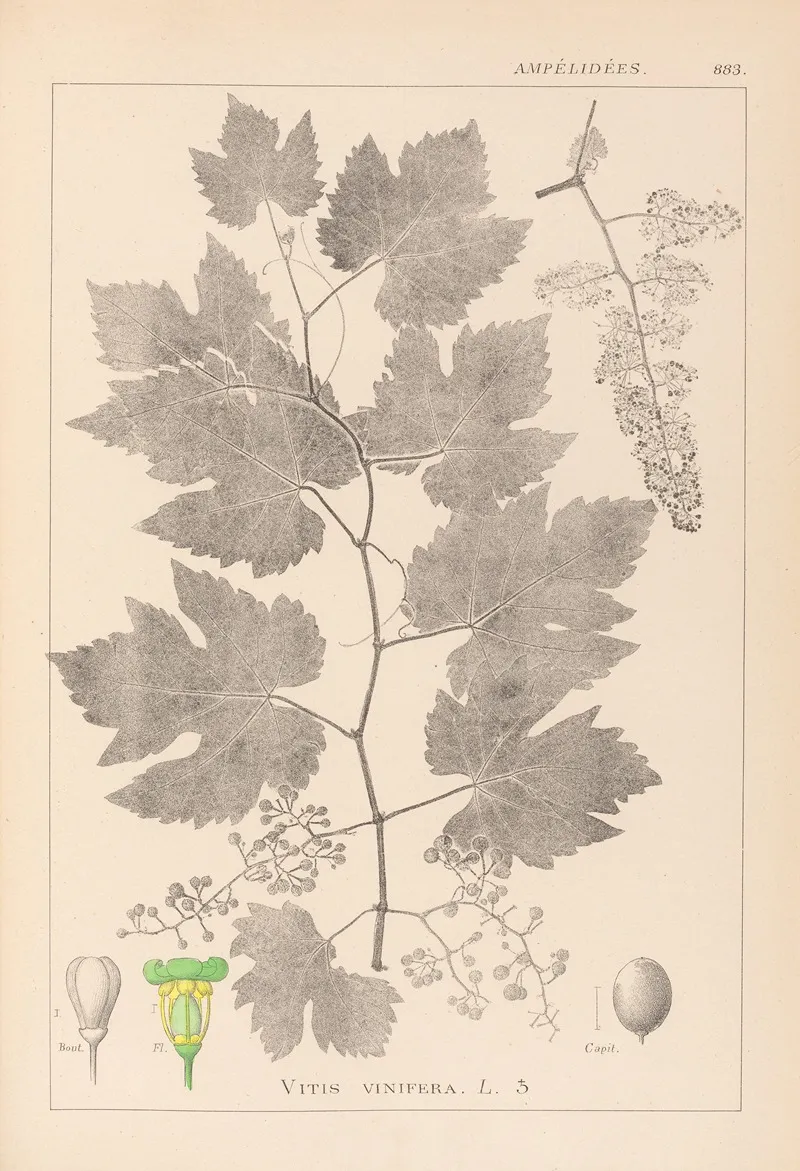 Herbier De La Flore Francaise Pl 0124 by Louis Antoine Cusin - Canvas Print