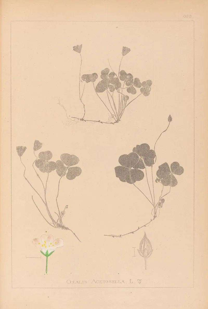 Herbier De La Flore Francaise Pl 0129 by Louis Antoine Cusin - Canvas Print