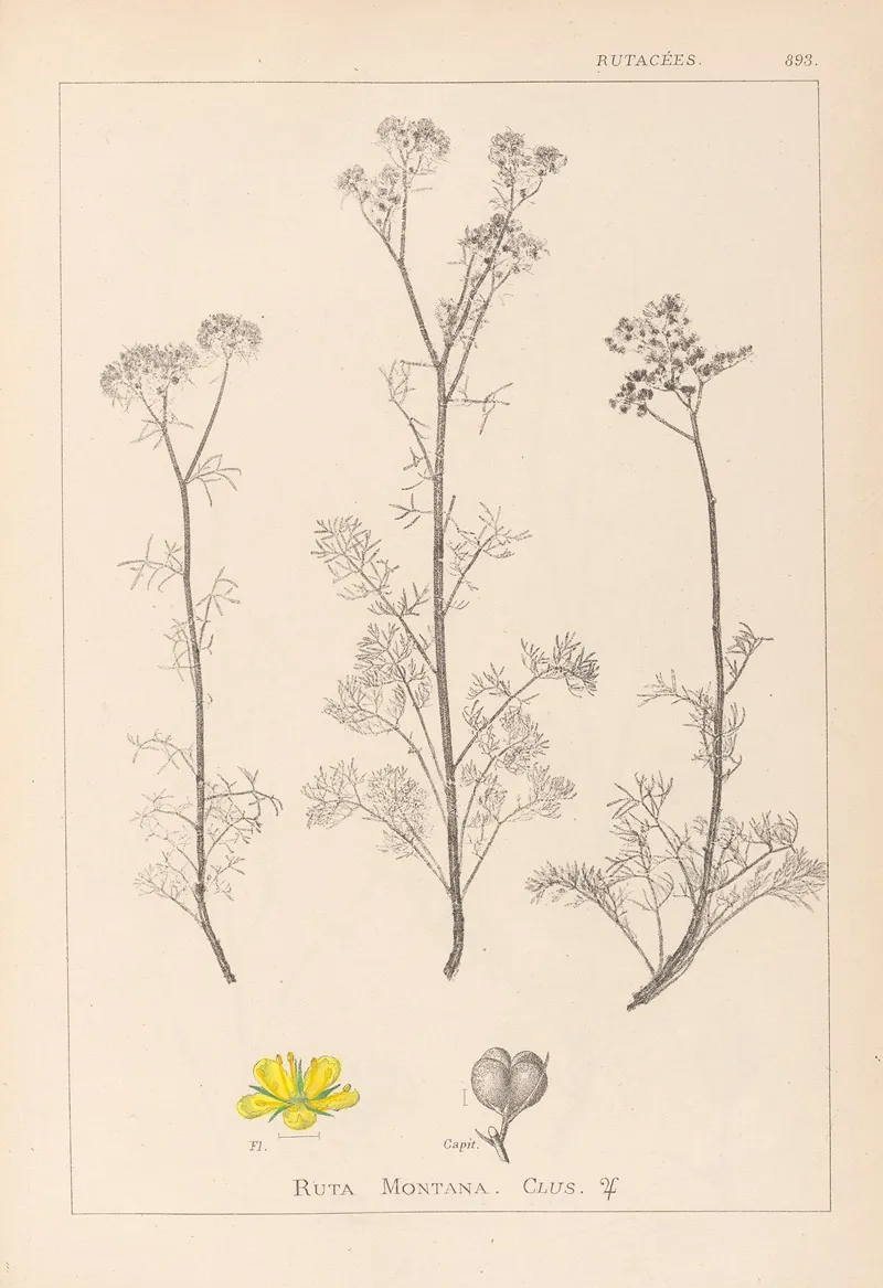 Herbier De La Flore Francaise Pl 0134 by Louis Antoine Cusin - Canvas Print