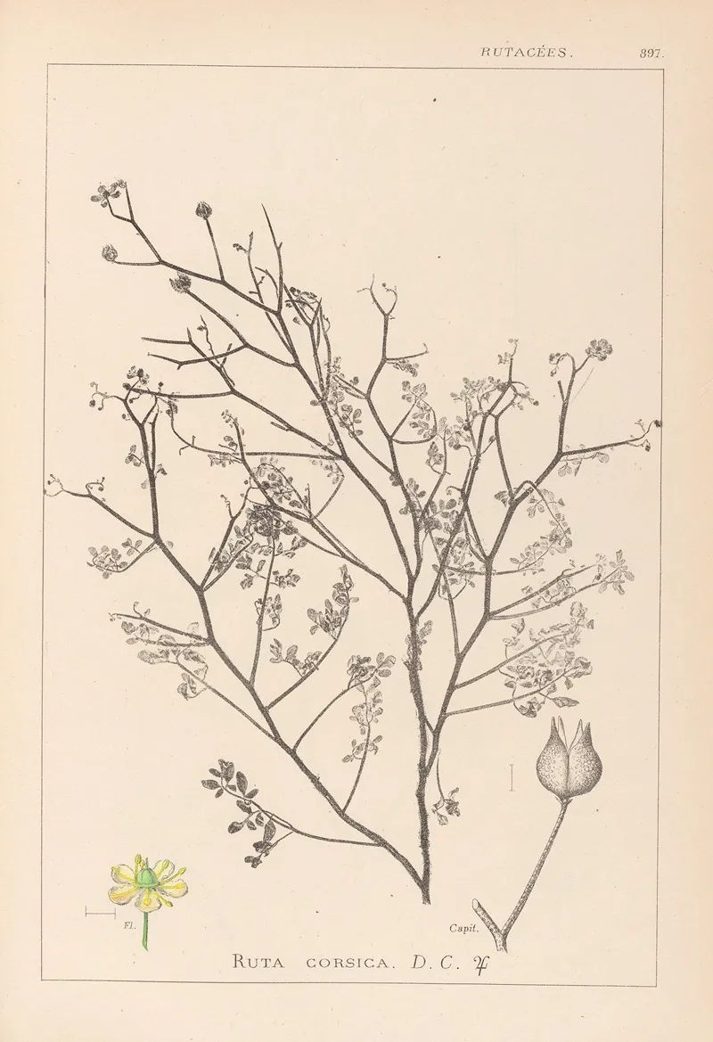 Herbier De La Flore Francaise Pl 0138 by Louis Antoine Cusin - Canvas Print