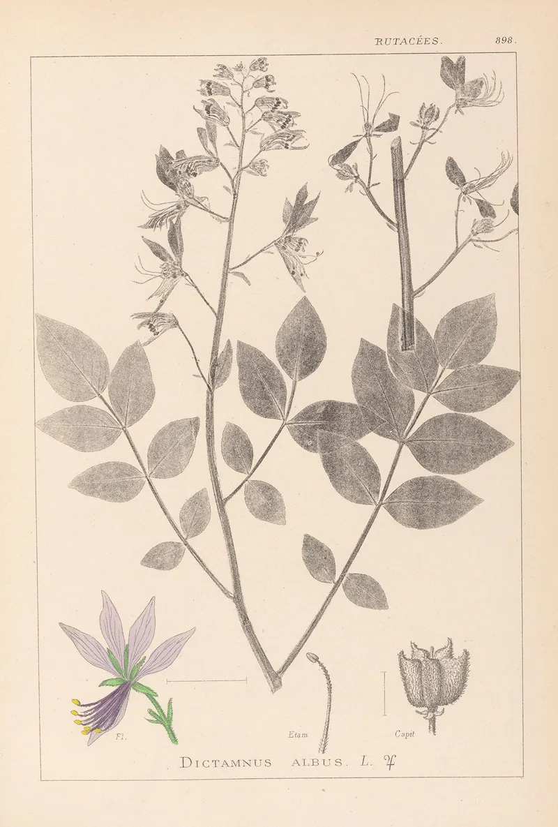 Herbier De La Flore Francaise Pl 0139 by Louis Antoine Cusin - Canvas Print