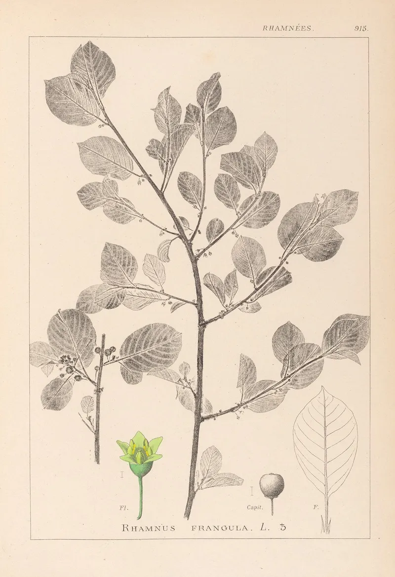 Herbier De La Flore Francaise Pl 0156 by Louis Antoine Cusin - Canvas Print
