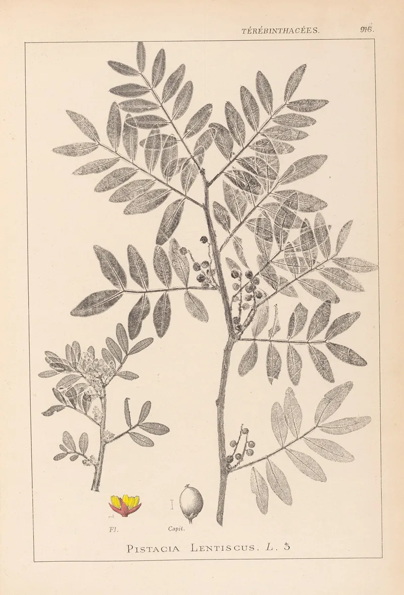 Herbier De La Flore Francaise Pl 0157 by Louis Antoine Cusin - Canvas Print