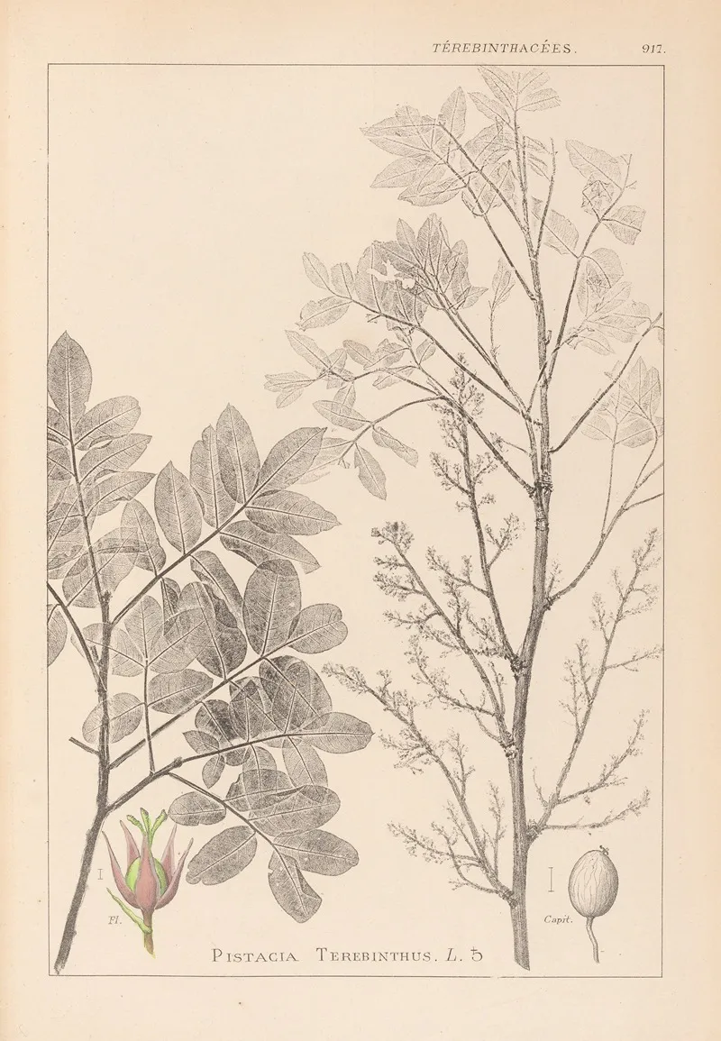 Herbier De La Flore Francaise Pl 0158