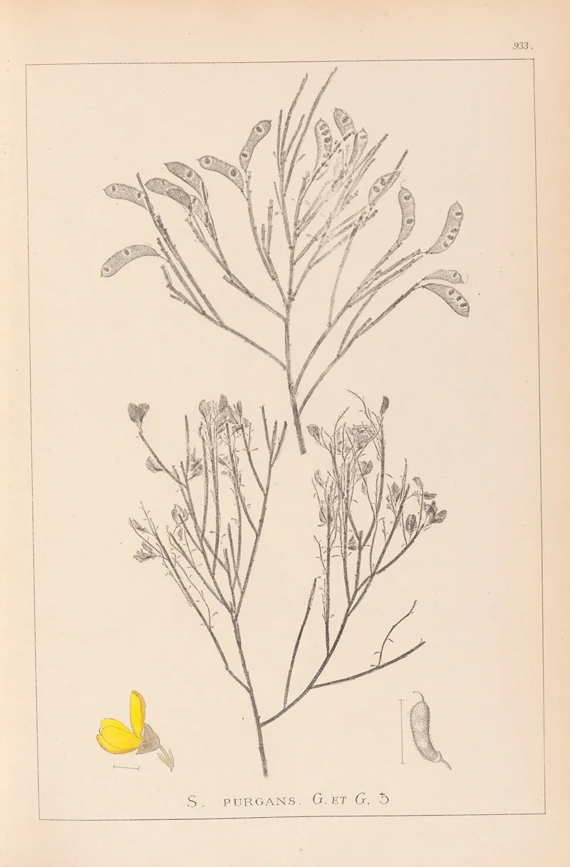 Herbier De La Flore Francaise Pl 0173 by Louis Antoine Cusin - Canvas Print