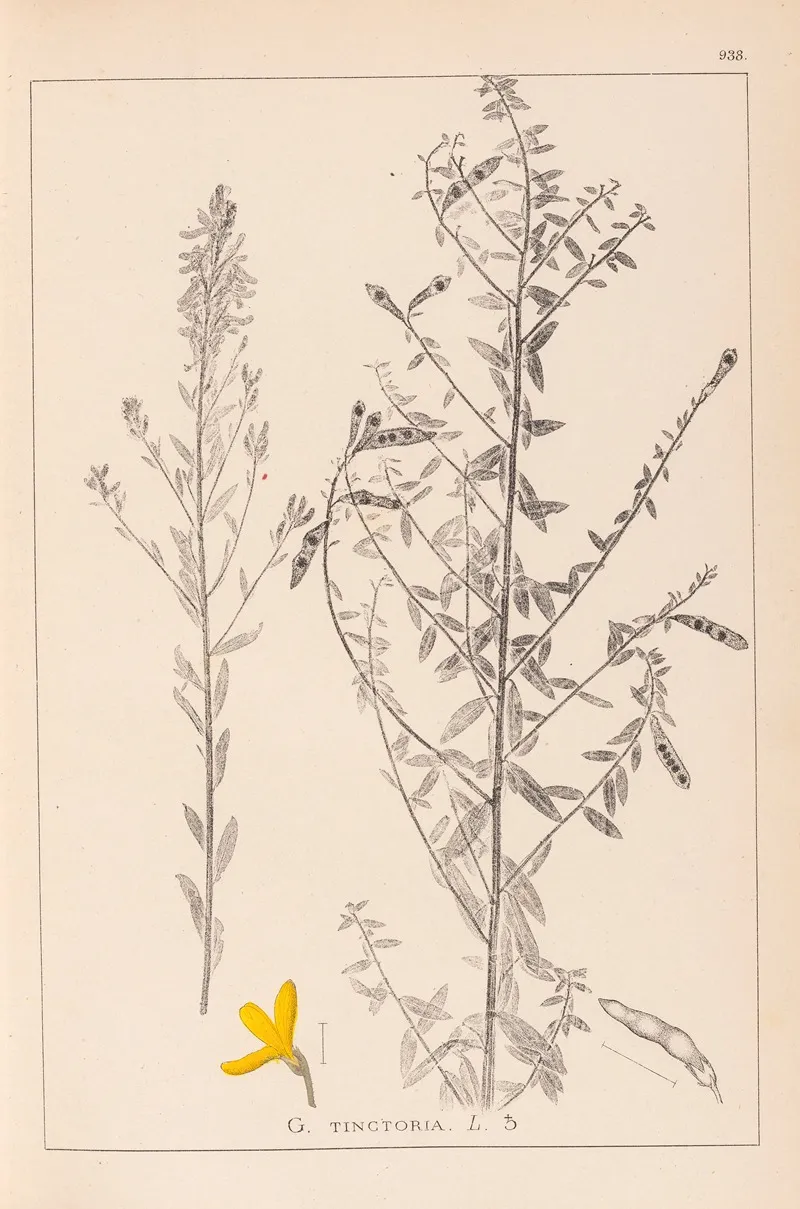 Herbier De La Flore Francaise Pl 0178 by Louis Antoine Cusin - Canvas Print