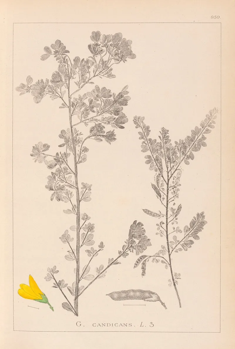 Herbier De La Flore Francaise Pl 0190 by Louis Antoine Cusin - Canvas Print