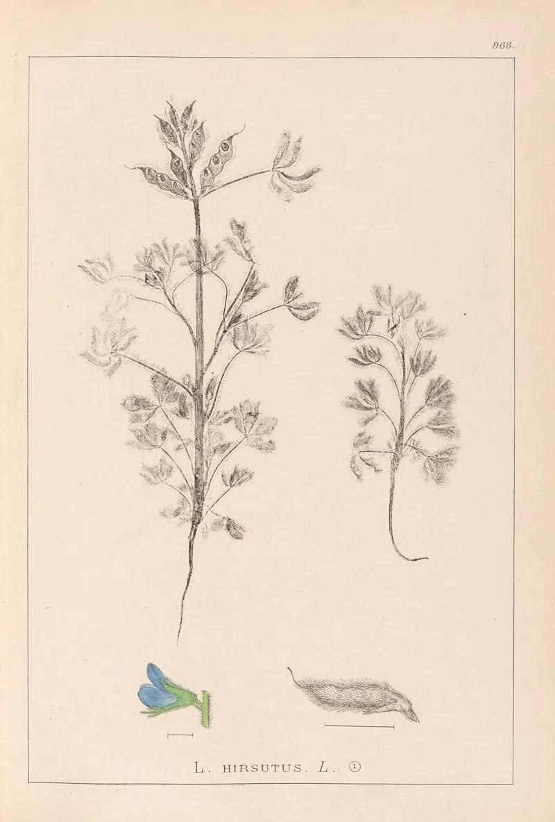 Herbier De La Flore Francaise Pl 0207