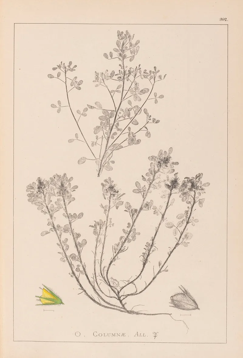 Herbier De La Flore Francaise Pl 0231