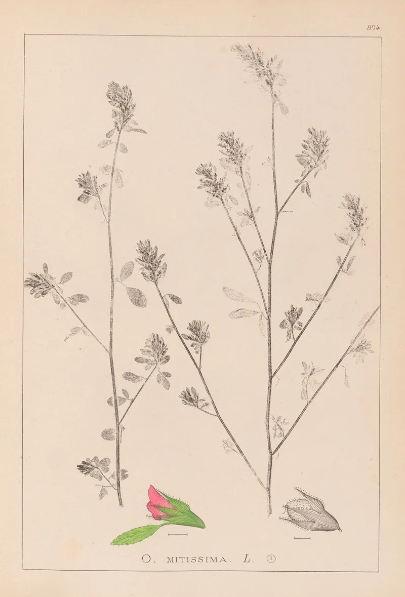 Herbier De La Flore Francaise Pl 0233 by Louis Antoine Cusin - Canvas Print