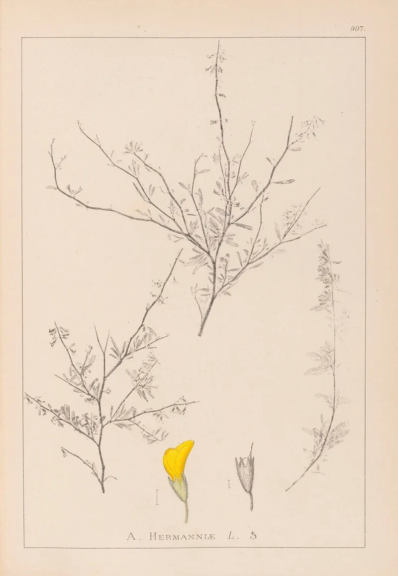 Herbier De La Flore Francaise Pl 0236 by Louis Antoine Cusin - Canvas Print