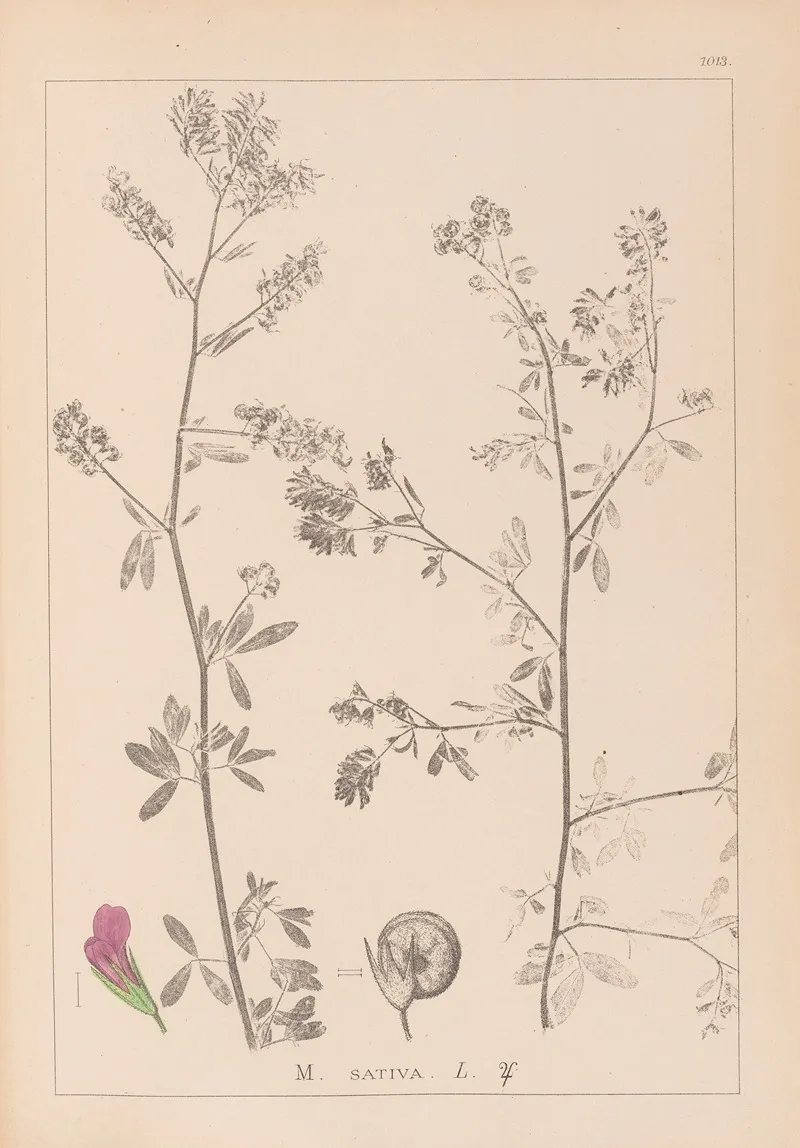 Herbier De La Flore Francaise Pl 0252 by Louis Antoine Cusin - Canvas Print